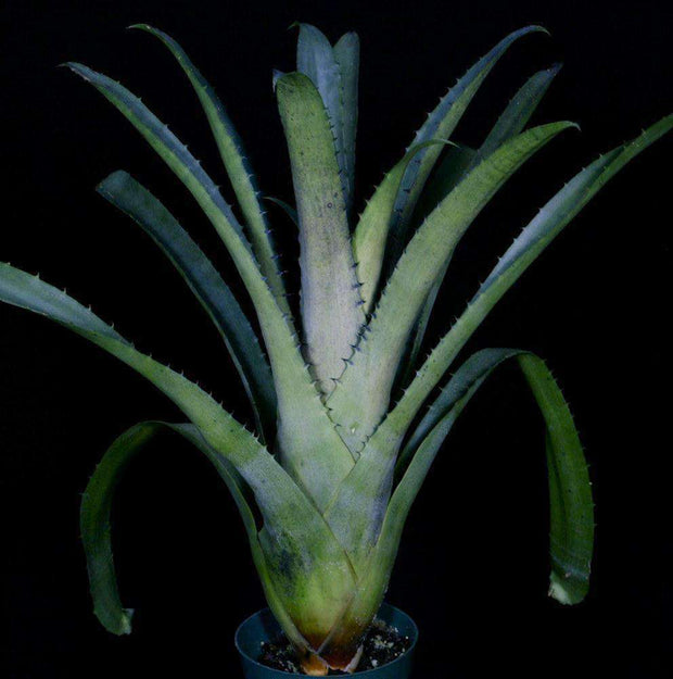 Hohenbergia edmundoi Chapada Diamentina - Tropiflora