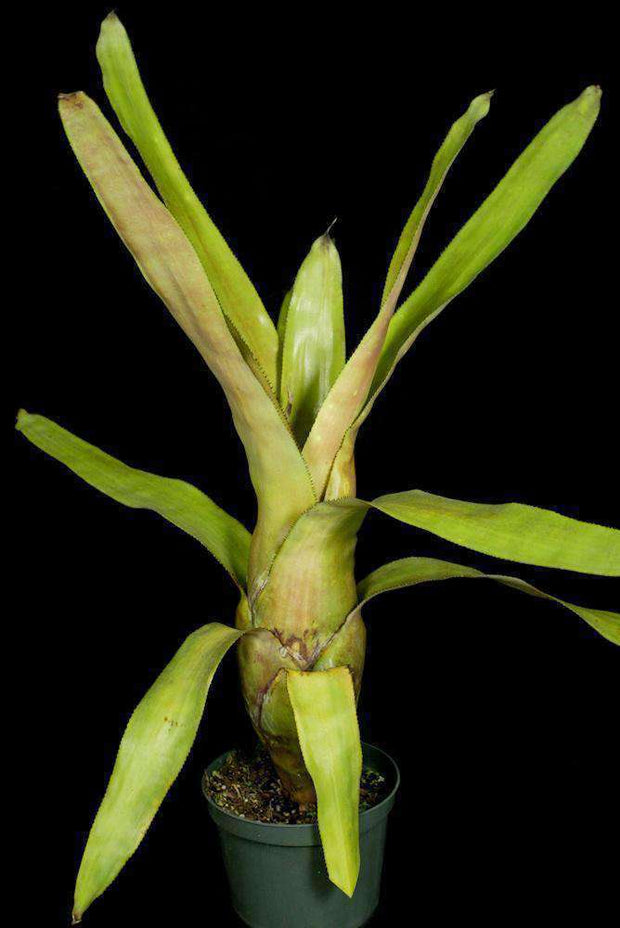 Aechmea gurkeniana - Tropiflora