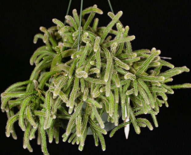 Rhipsalis baccifera ssp. horrida - Tropiflora