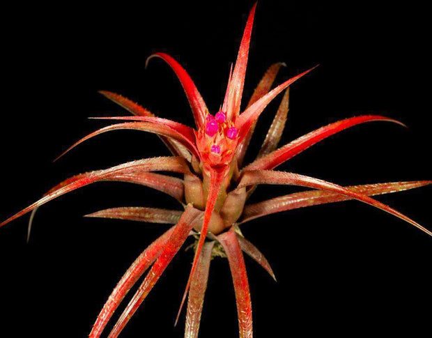 Aechmea recurvata 'Red Form' - Tropiflora