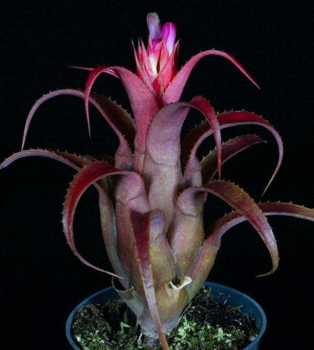 Aechmea recurvata 'Red Form' - Tropiflora