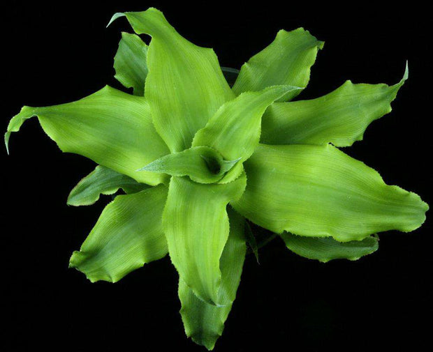 Cryptanthus aurantiacum