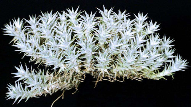 Deuterocohnia species 'San Jacinto'