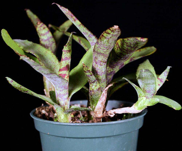 Neoregelia 'Midget' - Tropiflora