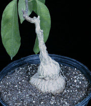 Matelea congestiflora - Tropiflora