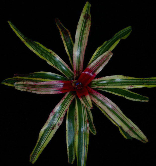 Neoregelia 'Heat Wave' - Tropiflora