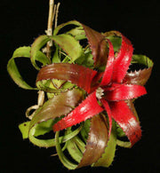 Neoregelia pendula v. brevifolia - Tropiflora