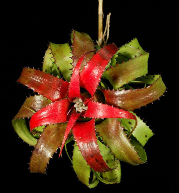 Neoregelia pendula v. brevifolia - Tropiflora