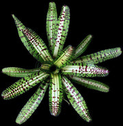 Neoregelia 'Hellacious' - Tropiflora