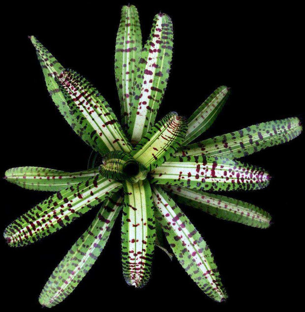 Neoregelia 'Hellacious' - Tropiflora