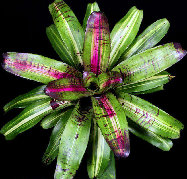 Neoregelia 'Picasso' – Tropiflora