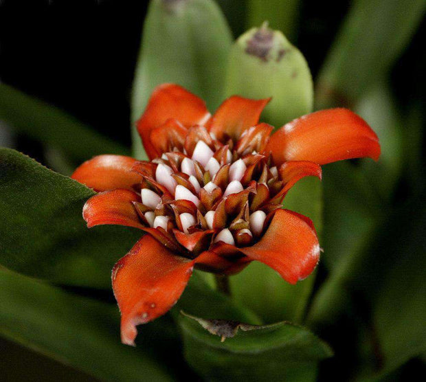 Canistrum montanum - Tropiflora