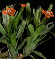 Canistrum montanum - Tropiflora