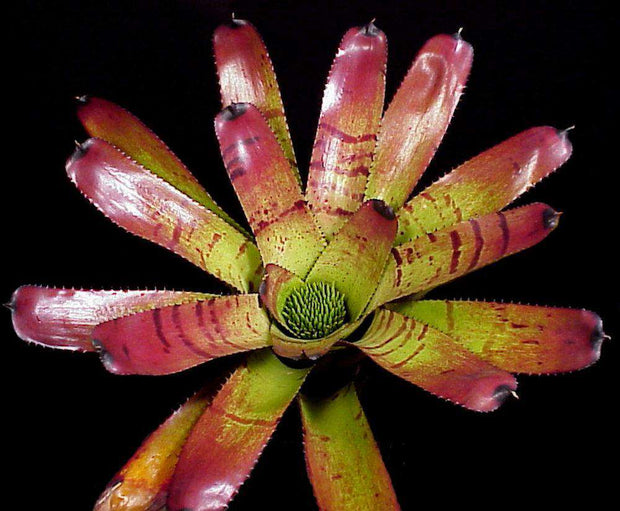 Neoregelia carcharodon 'Tiger' - Tropiflora