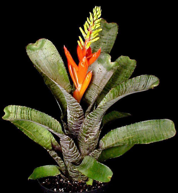 Aechmea nudicaulis 'Parati' - Tropiflora