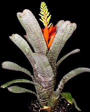 Aechmea nudicaulis 'Parati' - Tropiflora