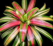 Guzmania sanguinea 'Tricolor' - Tropiflora