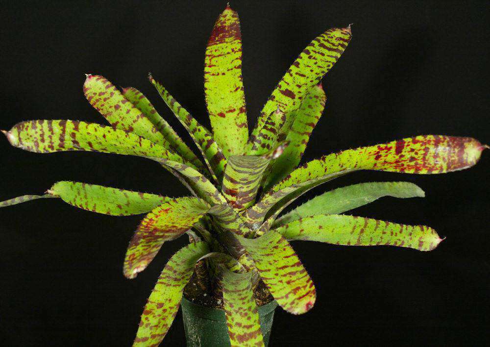 Neoregelia 'Hannibal Lecter' – Tropiflora
