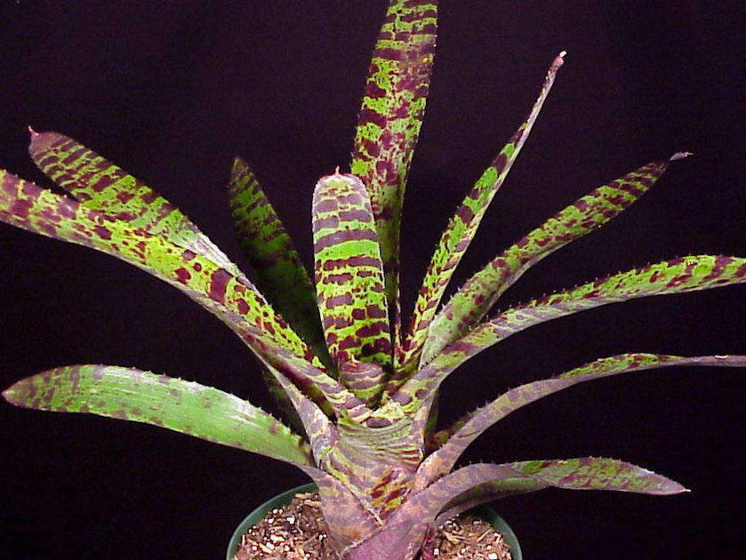 Neoregelia 'Hannibal Lecter' – Tropiflora