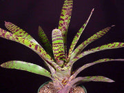 Neoregelia 'Hannibal Lector' #1 - Tropiflora