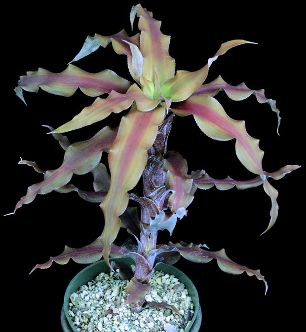 Cryptanthus correia-araujoi