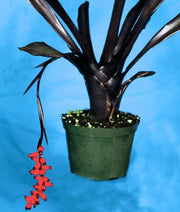 Aechmea 'Perez' - Tropiflora