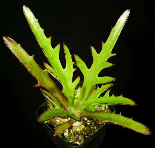 Kalanchoe synsepala v. dissecta - Tropiflora