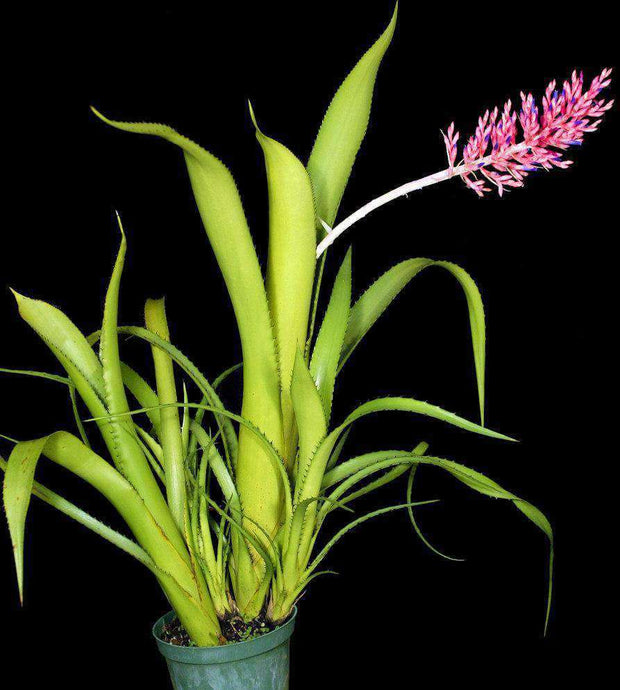 Aechmea purpureorosea - Tropiflora