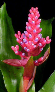 Aechmea andersonii - Tropiflora