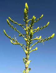 Alcantarea imperialis (brasiliana) - Tropiflora