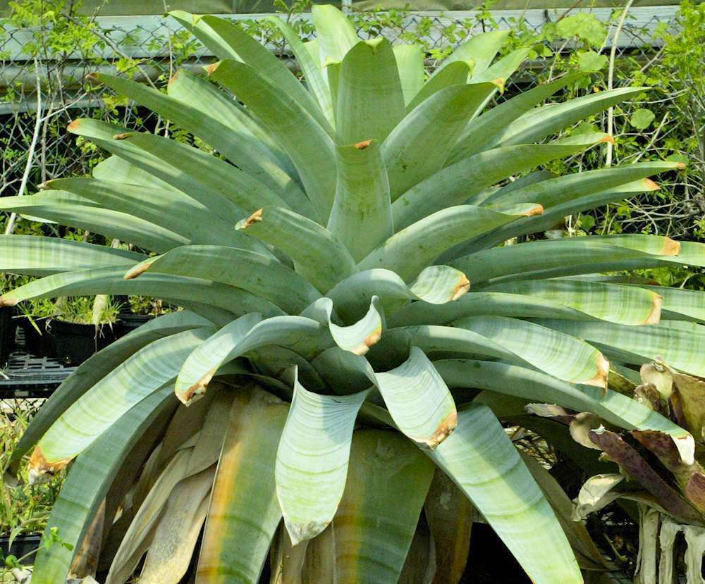 Alcantarea imperialis (brasiliana) – Tropiflora