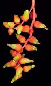 Aechmea racinae tubiformis - Tropiflora