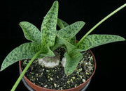 Drimiopsis kirkii - Tropiflora