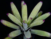 Neoregelia pascoaliana - Tropiflora