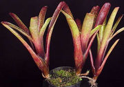 Neoregelia maculata