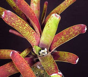 Neoregelia maculata