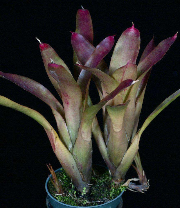 Neoregelia paulistana - Tropiflora