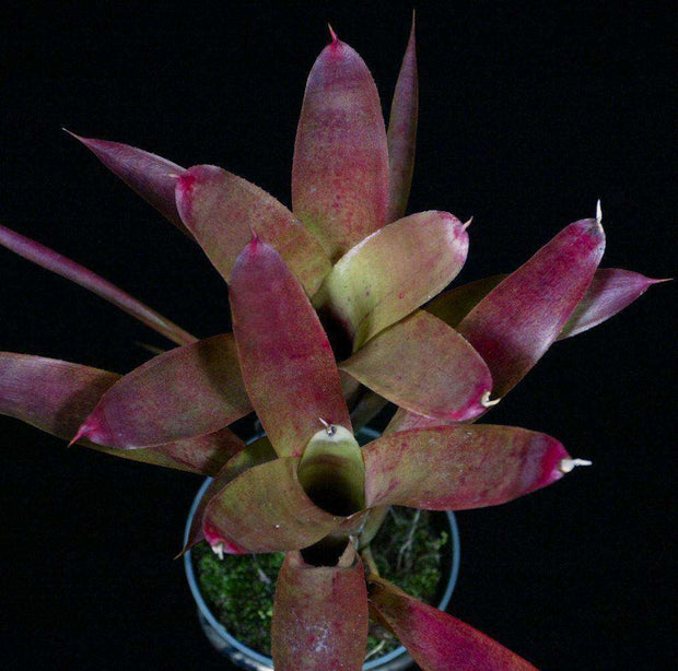 Neoregelia paulistana - Tropiflora