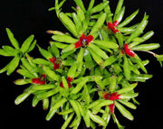 Neoregelia species 'Fireball' Green Form - Tropiflora