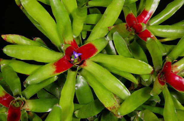 Neoregelia species 'Fireball' Green Form - Tropiflora