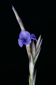 Tillandsia streptocarpa, Peru - Tropiflora