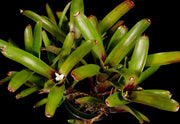 Neoregelia amandae - Tropiflora