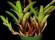 Neoregelia amandae - Tropiflora