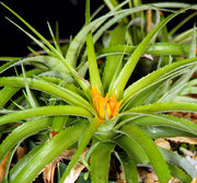 Lapanthus duartei SEL1991-0511 Br. Minas Gerais