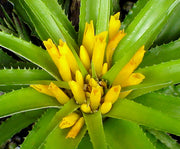 Lapanthus duartei SEL1991-0511 Br. Minas Gerais