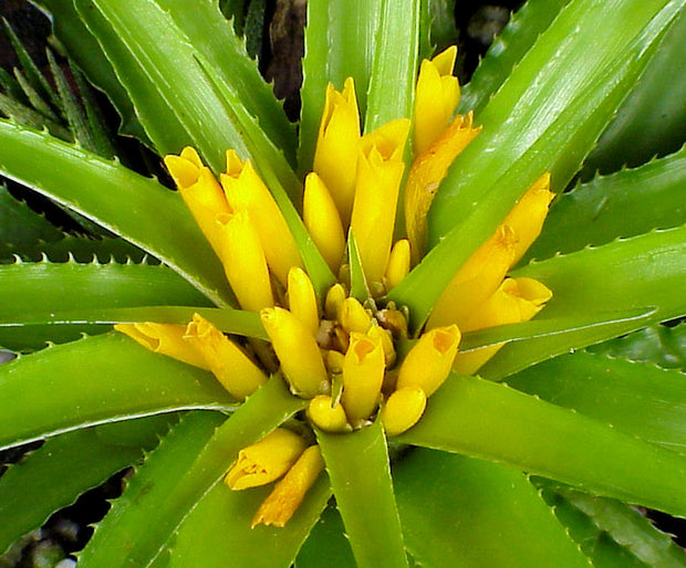 Lapanthus duartei SEL1991-0511 Br. Minas Gerais