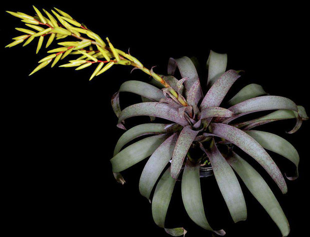 Vriesea saundersii - Tropiflora
