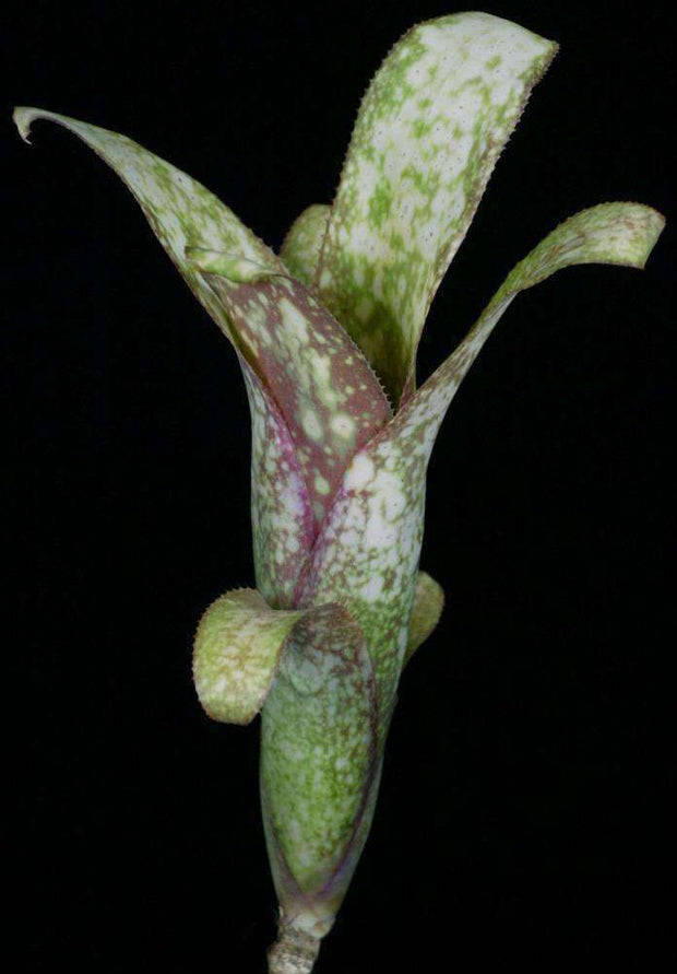 Billbergia 'Sun Spot' - Tropiflora