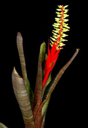 Aechmea nudicaulis v. capitata (Red Banded) - Tropiflora