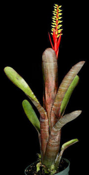 Aechmea nudicaulis v. capitata (Red Banded) - Tropiflora